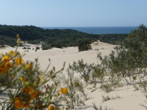zandduinen