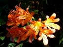 Botanical Gardens
