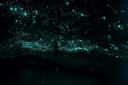 glowworms