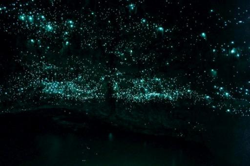glowworms