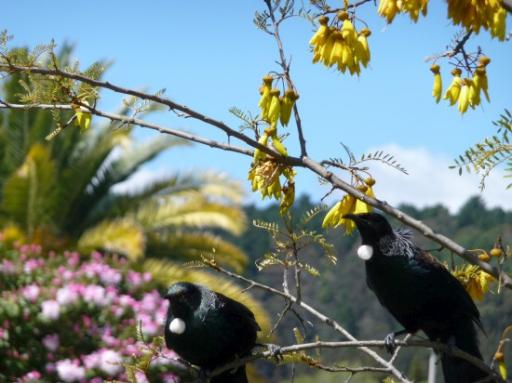Tui-vogels