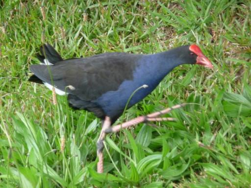 vogel