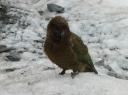 Franz Josef Glacier (10)