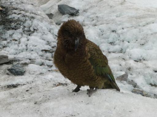 Franz Josef Glacier (10)