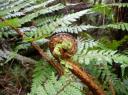 Mount Aspiring National Park (2)