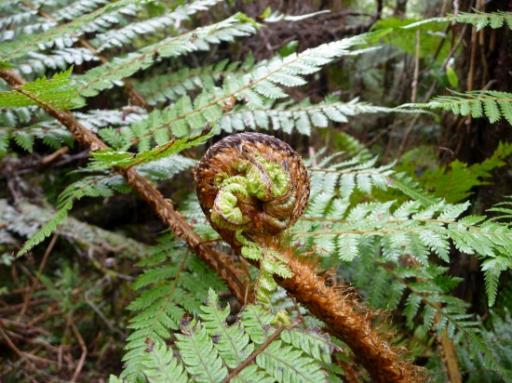 Mount Aspiring National Park (2)