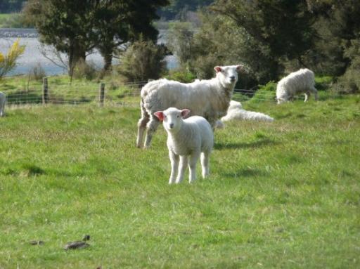 schapen