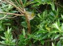 Stewart Island (1)