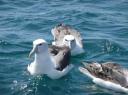 albatrossen
