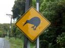 pas op voor de kiwi