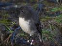 Stewart Island (9)