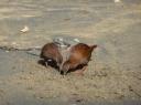 Stewart Island (10)