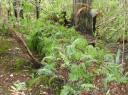 Stewart Island (11)