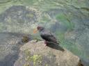 Stewart Island (13)