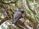 Stewart Island (14)
