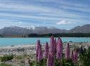Lake Tekapo