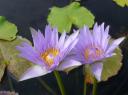 lotus