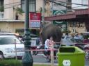 olifant op straat