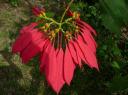 bloem
