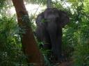 deze kwamen we tegen in de jungle!