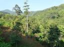 uitzicht over de jungle