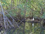 Isla Juan Venado