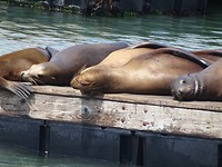Fishermans Wharf