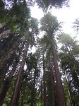 Muir Woods