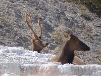 Elken bij Mammoth Hot Springs