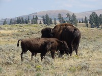 Bisons