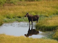 Eland