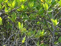 DSC00037