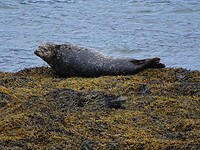 Zeehond