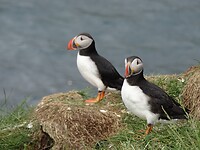 Puffins