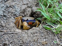 Krabbetje