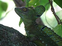 Reptiel