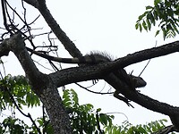 Leguaan hoog in de boom