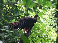 Vogel