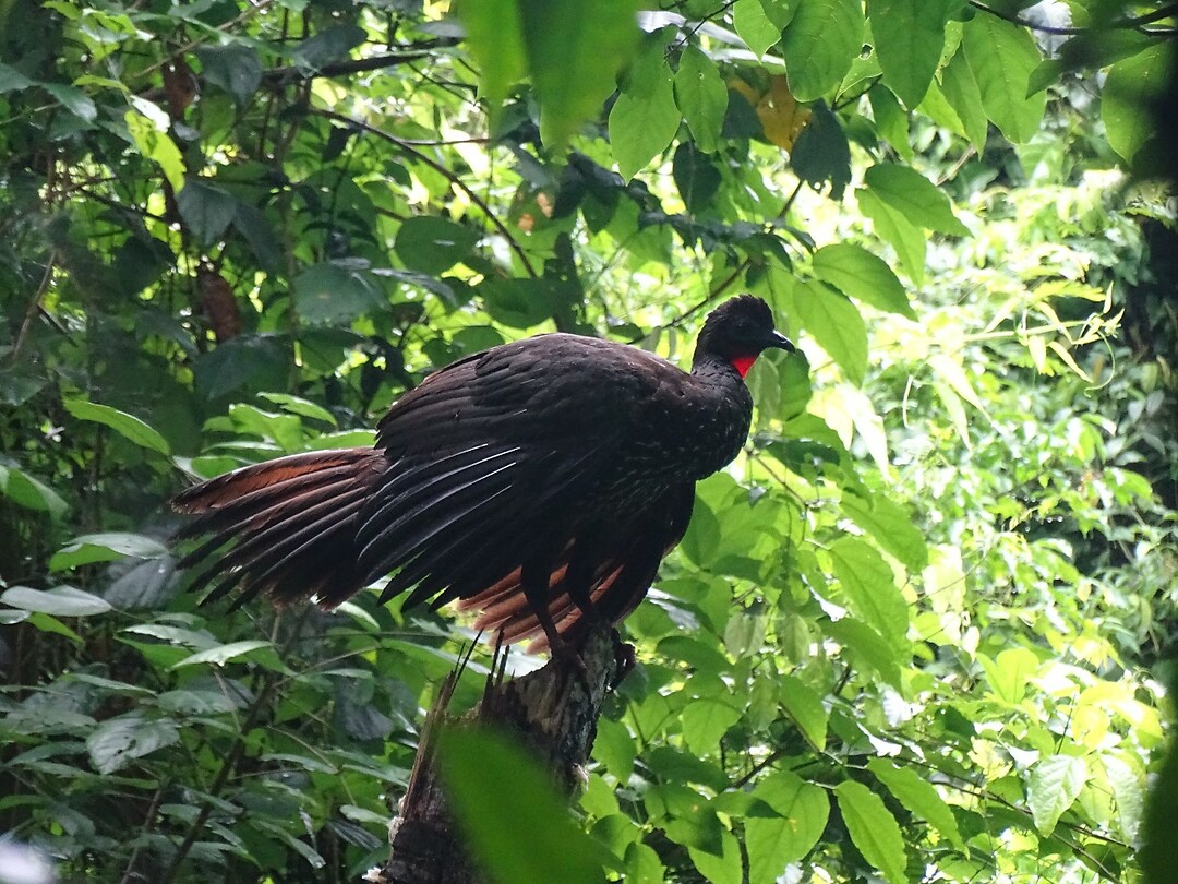 Vogel