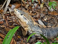 Leguaan