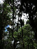 Wandeling San Gerardo de Dota