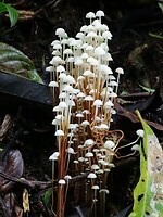 Paddestoelen