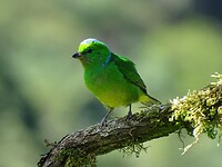 Vogel