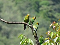 Parkieten