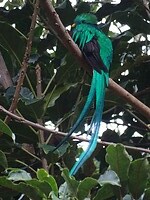 Quetzal