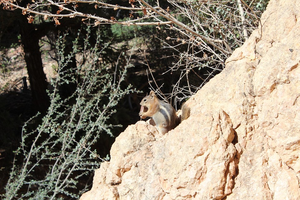 Uinta Chipmunk