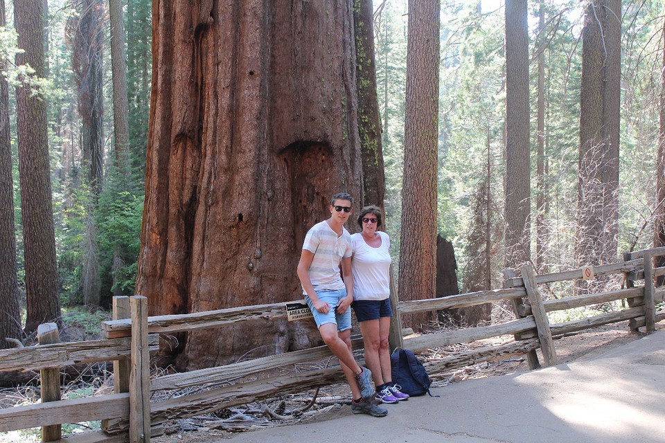 Sequoais bomen