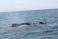Walvis (1)