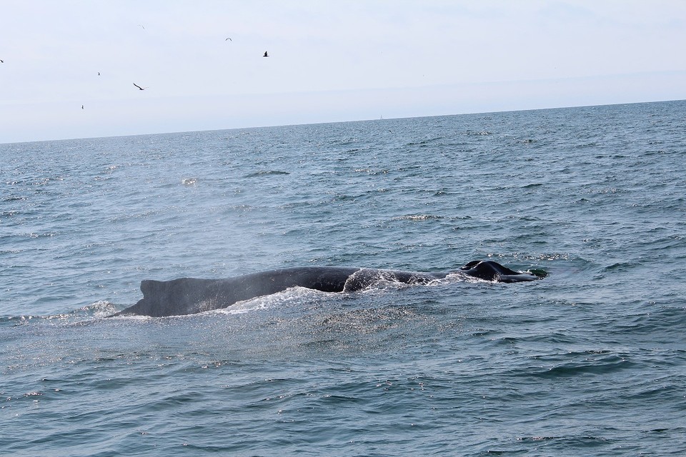 Walvis (1)