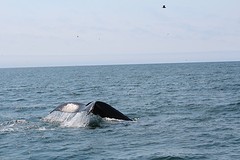 Walvis (2)